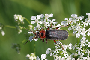 Cantharis rustica